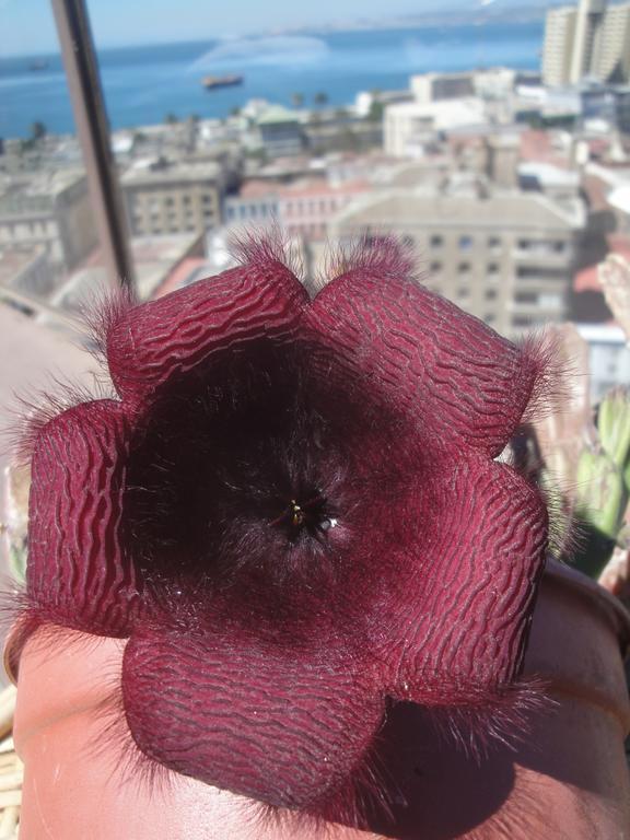 Hotel The Travelling Chile Valparaíso Zewnętrze zdjęcie